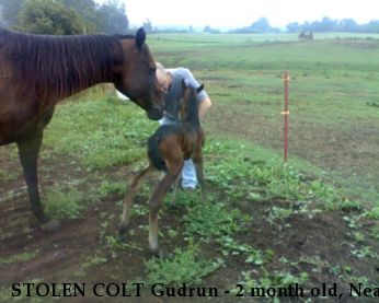 STOLEN COLT Gudrun - 2 month old, Near Lena, WI, 54139